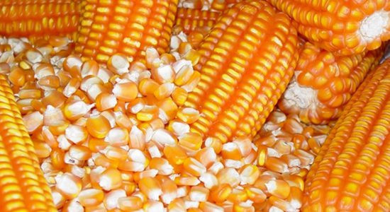 Aflatoxina em grãos de milho pode ser evitada com ozônio