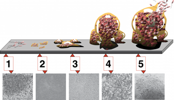 Limpeza CIP - estagios da formação de Biofilme