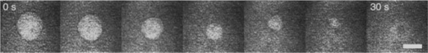 Incorporação de uma microbolha de ozônio analisada por microscópio eletrônico
